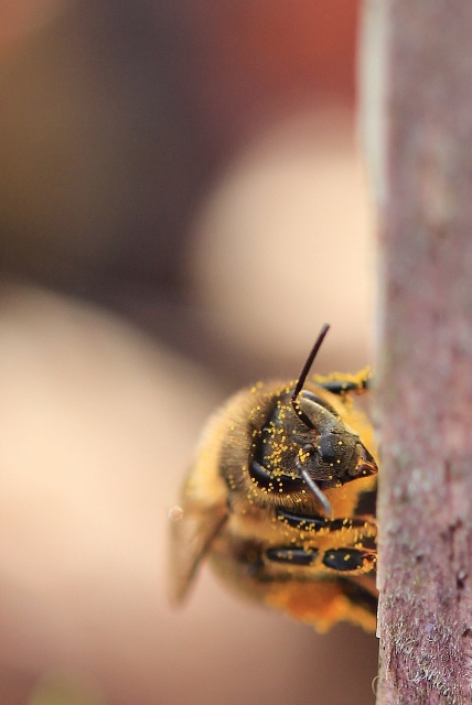 Bee Good Get Pollen